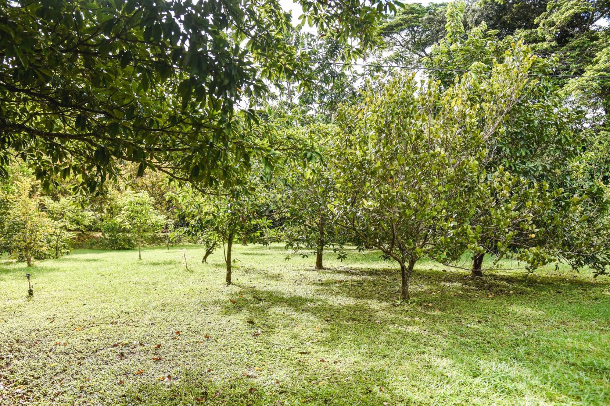 Casa Cora Bed And Breakfast Carmona Luaran gambar